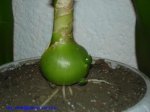 Ornithogalum_C_Ray_Frausto_MX2007_5.jpg