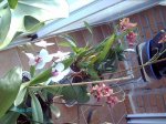 IMAG0017.jpg