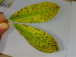Hoja Madroño.jpg