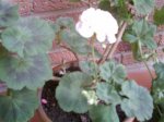 IMAG0079.jpg