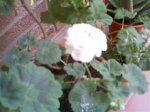 IMAG0083.jpg