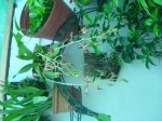DSC01864.JPG
