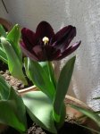 mi primer tulipan.jpg