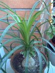mis plantitas 051.jpg