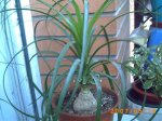 mis plantitas 052.jpg