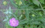 Knautia Scabiosa Succisa.JPG