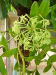 ¿Maymercophyla brysiana o Epidendrum Difforme.JPG