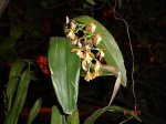 Epidendrum polyanthum.JPG