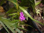 Isochilius linearis.JPG