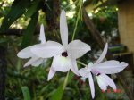 Laelia rubescens.JPG
