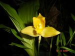 Lycaste aromatica.JPG