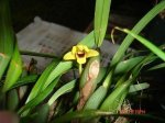 Maxilaria variabilis var. yellow.JPG