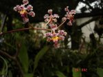 Oncidium Carthagenence.JPG