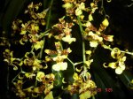 Oncidium sphacelatum.JPG