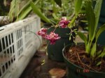 Oncidium Twinkle.JPG