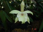 Rhyncholaelia glauca.JPG