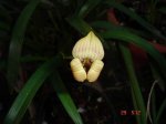 Trigonidium egertanianum.JPG