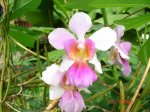 Vanda Miss Joaquin.JPG
