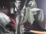 foto1.JPG
