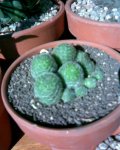 Cactus de Ramiro (4).jpg