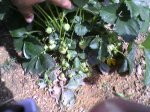 Photo-0012.jpg