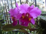 CATTLEYA ROSA.jpg