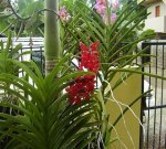 VANDA ROJA.JPG