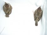 P1010007.JPG