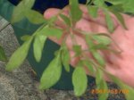 detalle de forma de hoja.JPG