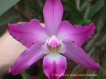 l.autumnalis99-2.jpg