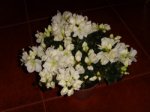 azalea_con_flores.jpg