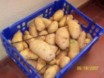 patatas 19-05-2007.JPG