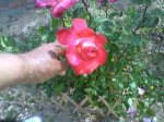 Photo-0016.jpg