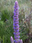 laviada azul flor2 s.montellano.jpg