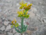 Hypericum ericoides.jpg