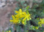 Hypericum ericoides_flor.jpg