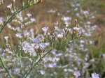 detall flor.jpg