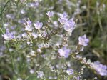 detall flor 2.jpg