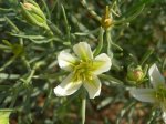 flor.jpg