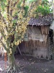 Un arbol vietnamita bis 2.jpg
