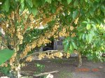 Un arbol vietnamita bis 3.jpg