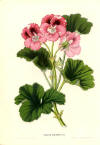 13089.Geraniaceae%20-%20Pelargonium%20roseum%20striatum_small.jpg