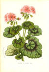 13091.Geraniaceae%20-%20Pelargonium%20zonale%20Countess%20of%20Bectiv_small.jpg