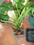 DSC06243.jpg