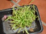 DSC06245.jpg