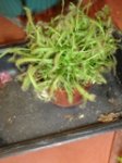 DSC06246.jpg