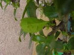 DSC04558.jpg