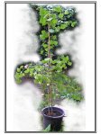 Ginkgo-biloba-grande.jpg