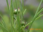 bolitas en peonia.JPG