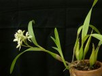 encyclia_radiata-9.jpg